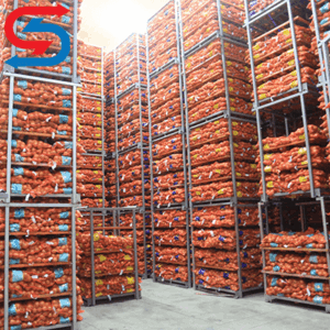 نگهداری پیاز در سردخانه