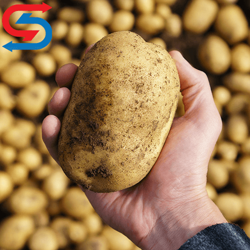 سردخانه سیب زمینی