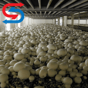 سالن پرورش قارچ