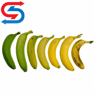 دستگاه اتیلن ساز