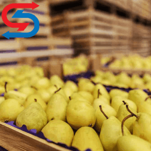 سردخانه گلابی