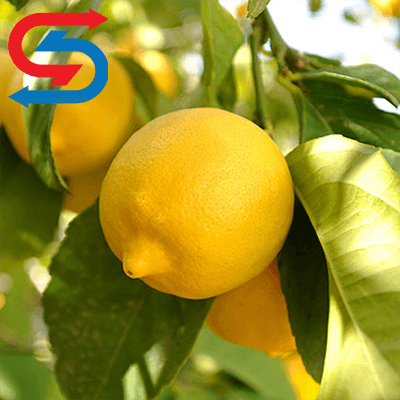 نگهداری لیمو سنگی در سردخانه